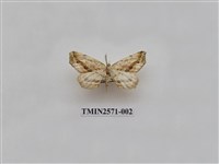 藏品(尺蛾80)的圖片